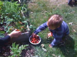 Edvin plockar jordgubber